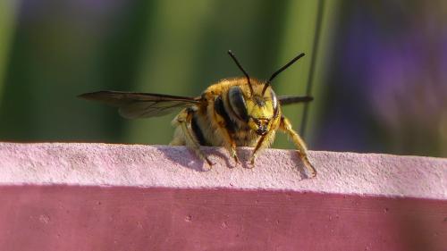 Anthidium manicatum
